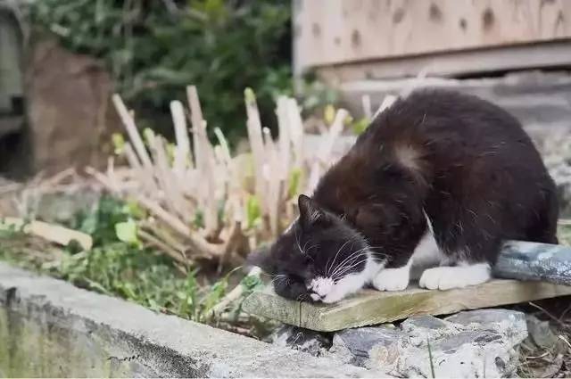 野猫网最新地址，探索与发现的时代前沿门户